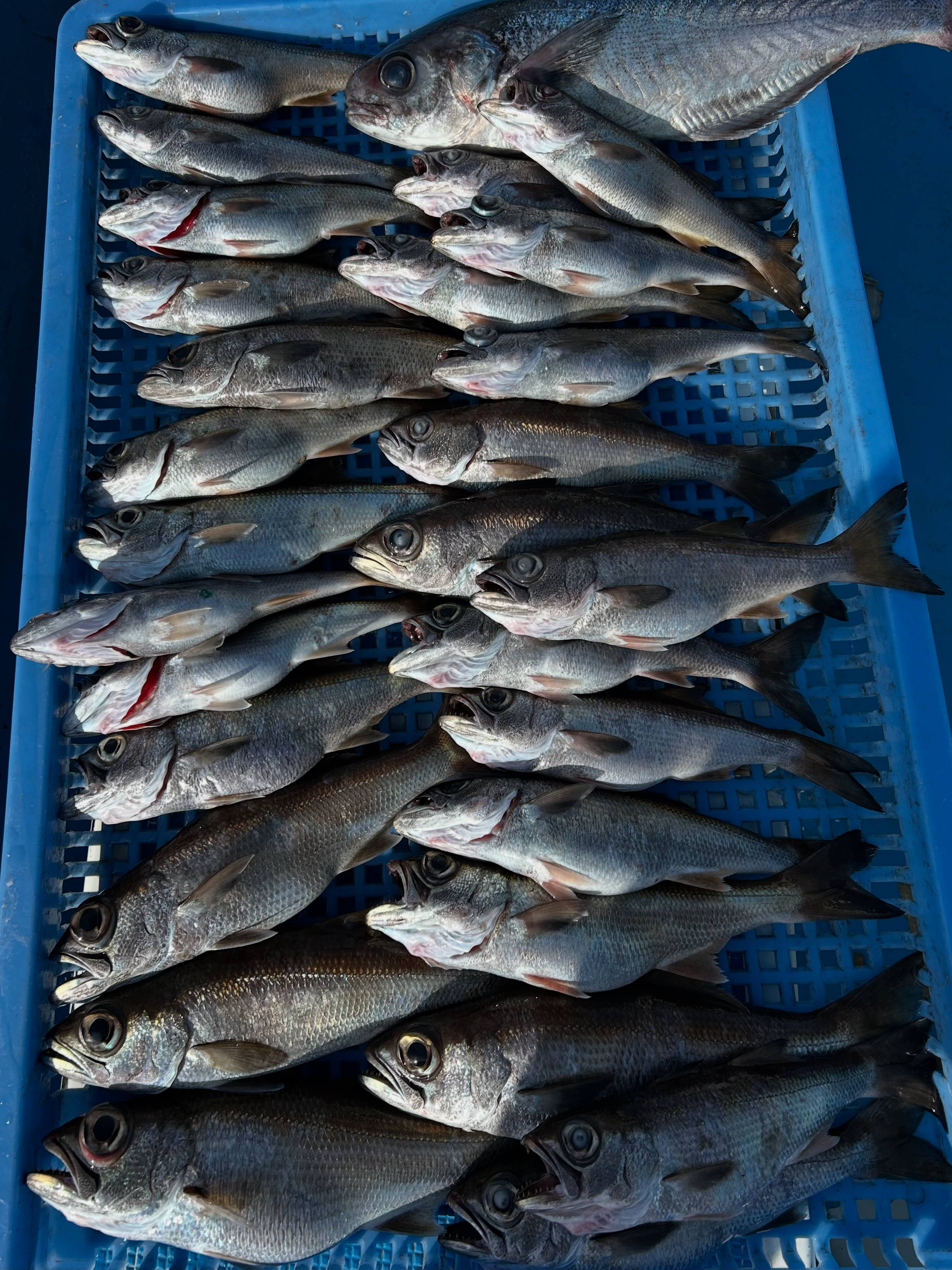 A77A4216-E672-4384-8F8F-A317E683325D